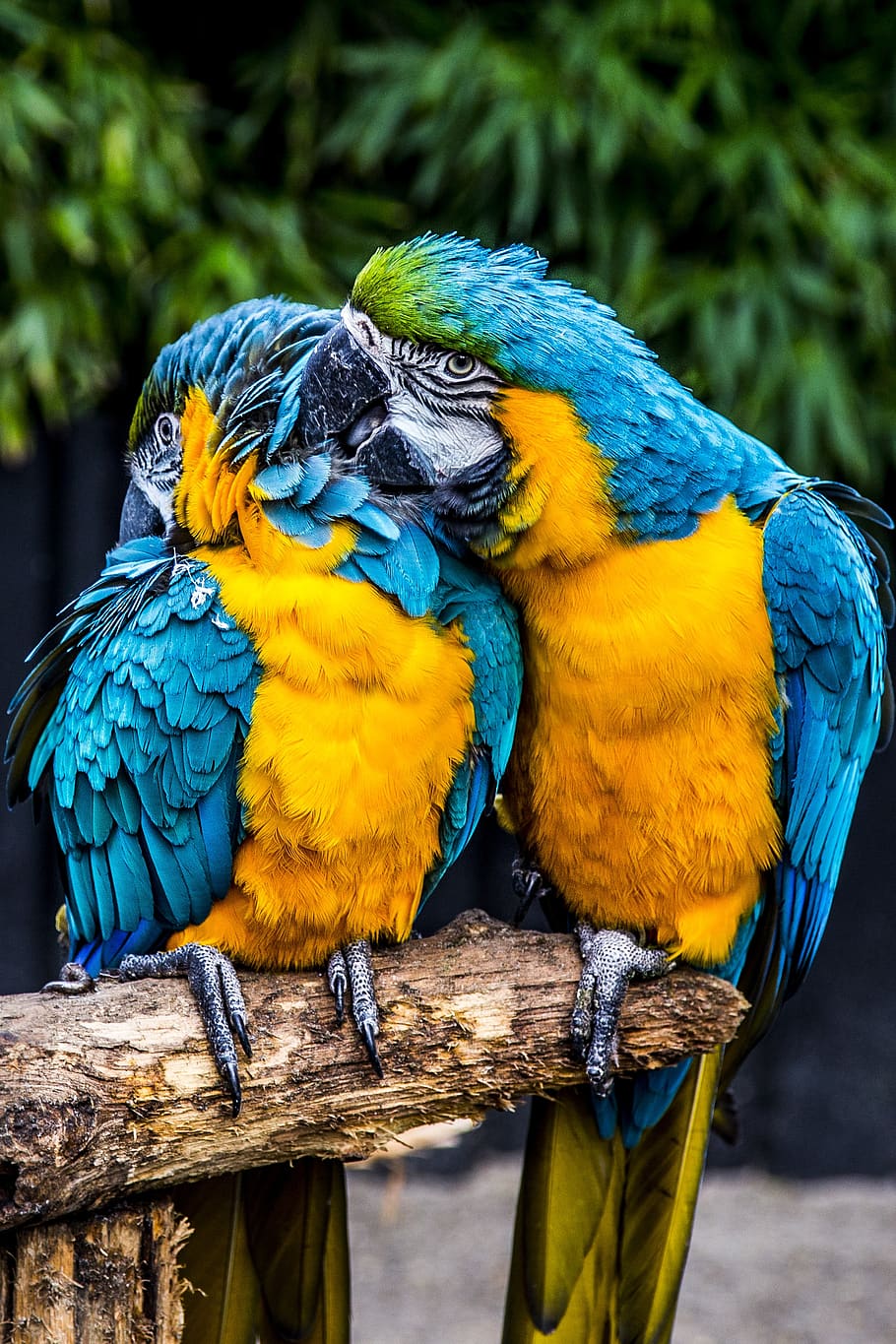 papagaio, ara, pássaro, plumagem, colorido, cor, exótico, mundo animal, azul, amarelo