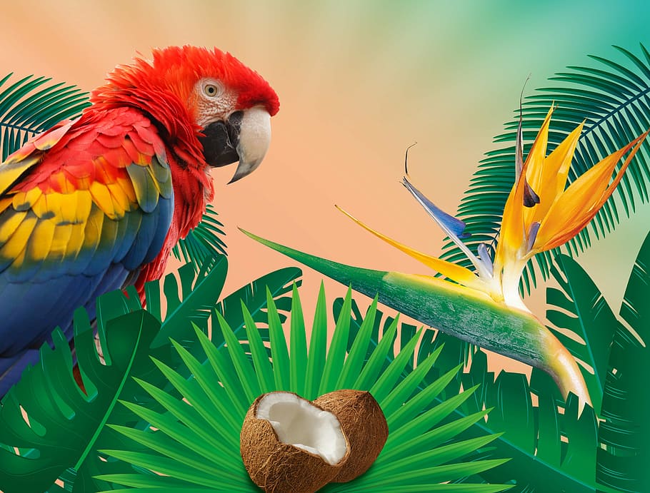 papagaio, empoleirado, papel de parede planta, trópicos, verão, férias de verão, férias, sol, selva, feriados