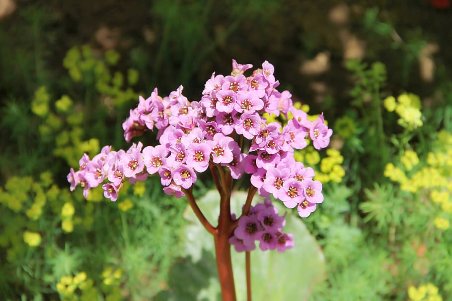 pink, bergenia flower, close-up photography, bergenia, settled wurz, rock crushing plant, flower, blossom, bloom, plant