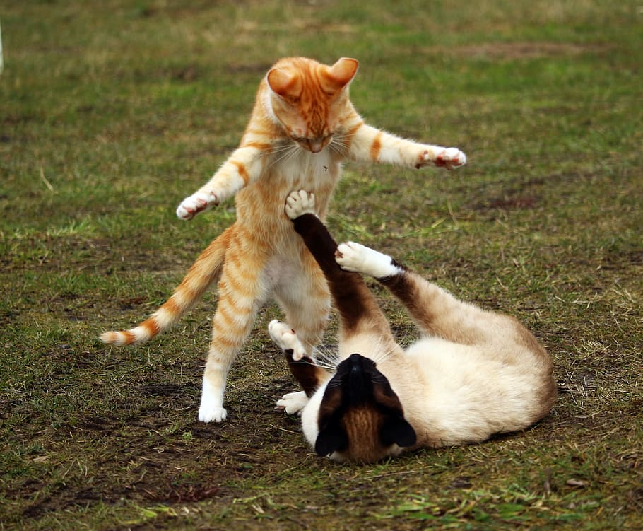 fotografi dangkal, fokus, oranye, kucing betina, kucing, bermain, putih, coklat, kucing siam, hijau