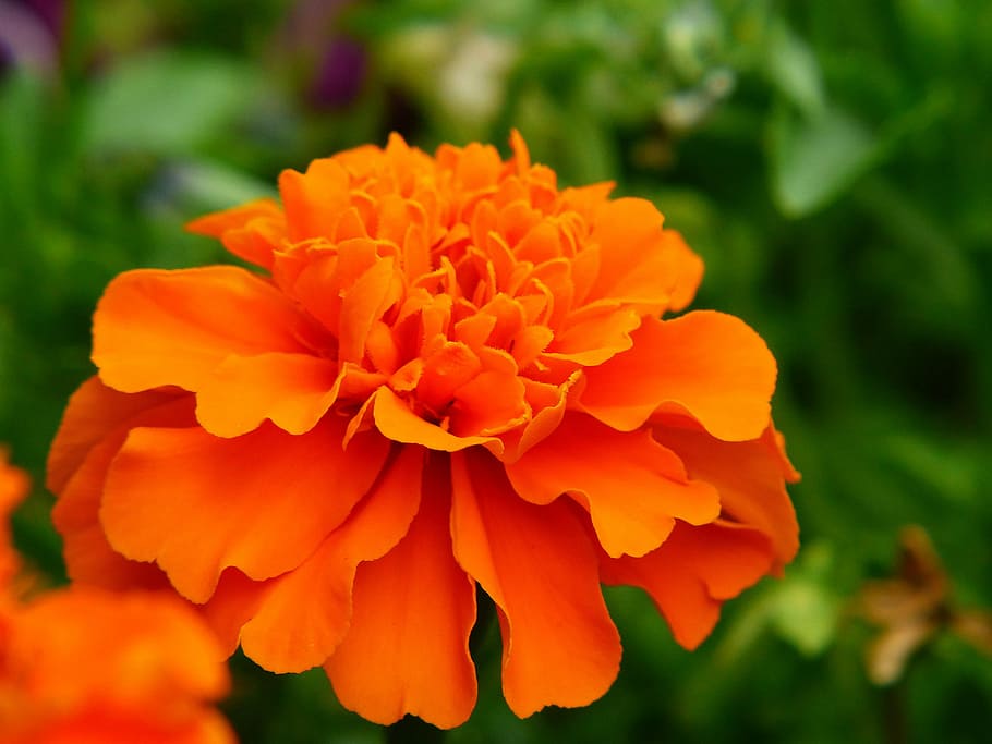 marigold, flower meadow, orange, plant, blossom, bloom, composites, beautiful, orange yellow, flowering plant