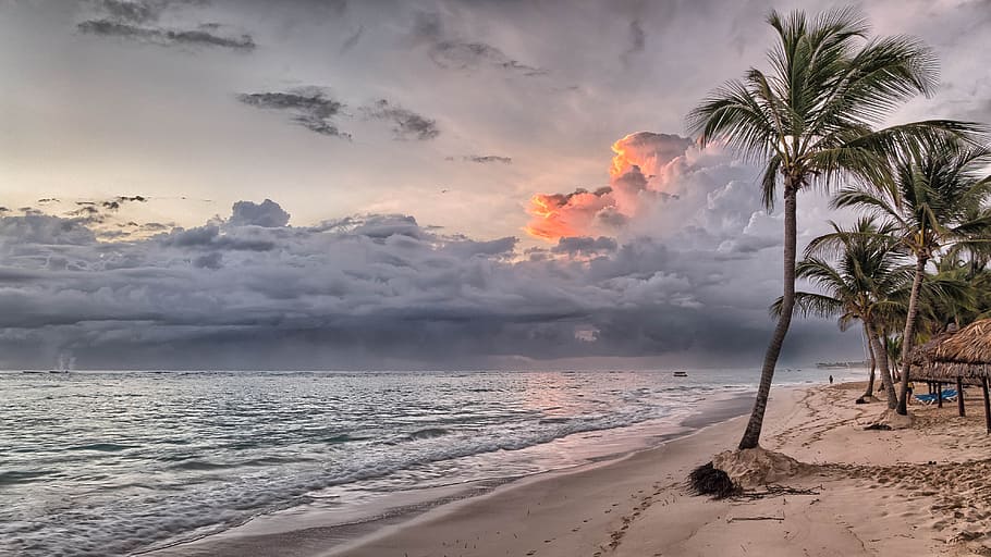 Sunrise, Dominican Republic, seashore, palm, trees, sky, palm tree, land, beach, beauty in nature