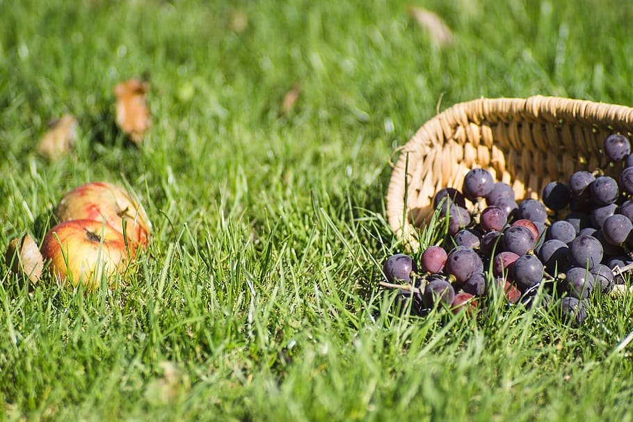 grapes, dark, fresh, shopping cart, apples, grass, garden, autumn, fruit, on the grass
