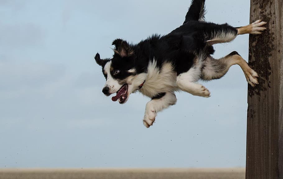 untitled, Border Collie, Dog Trick, Dog Show, dog show trick, beach, pole jump, dog, animal, pets