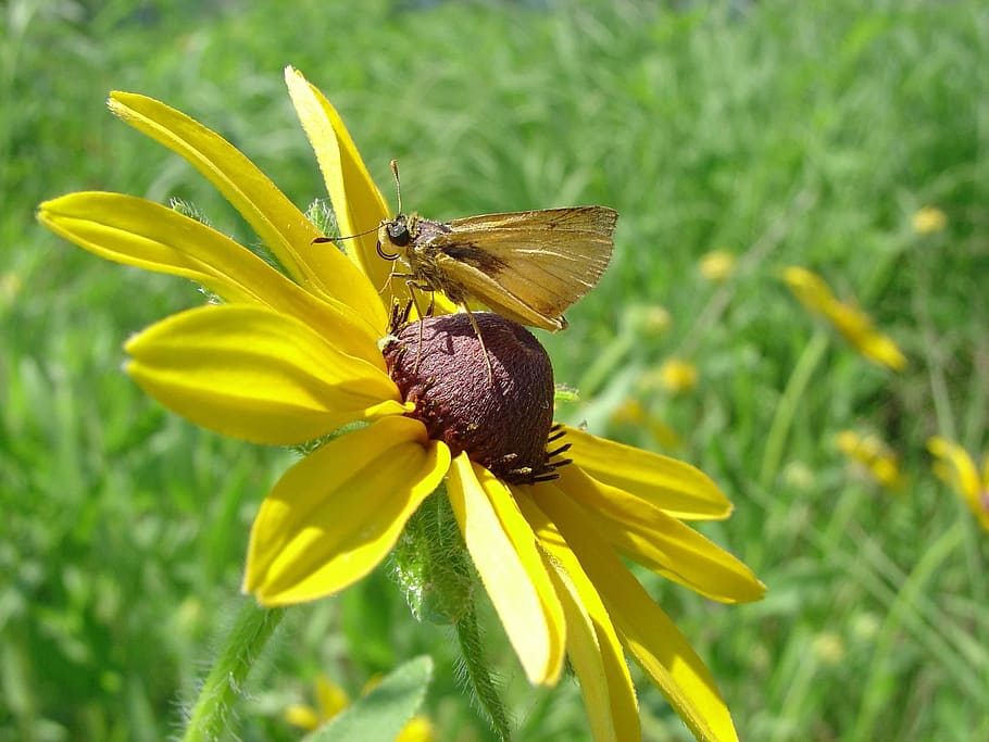delaware skipper, butterfly, flower, insect, black eyed susan, nectar, macro, garden, plant, floral