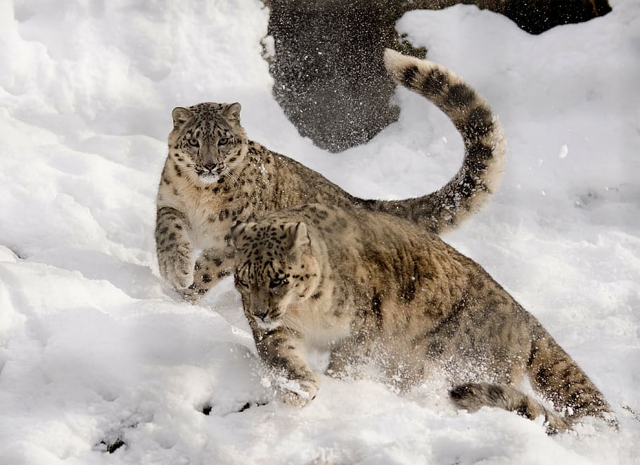 two, leopards, running, snow field, snow leopard, play, get it all, snow, zoo, big cat