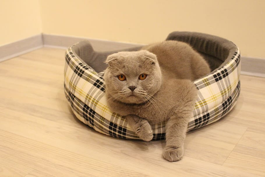 cat, laying, pet bed, wall, animal, pet, fluffy cat, cat looking, grey cat, gray cat