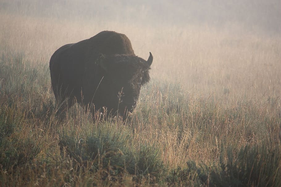 buffalo, bison, mist, yellowstone park, mammal, wildlife, outdoors, grass, landscape, animal themes
