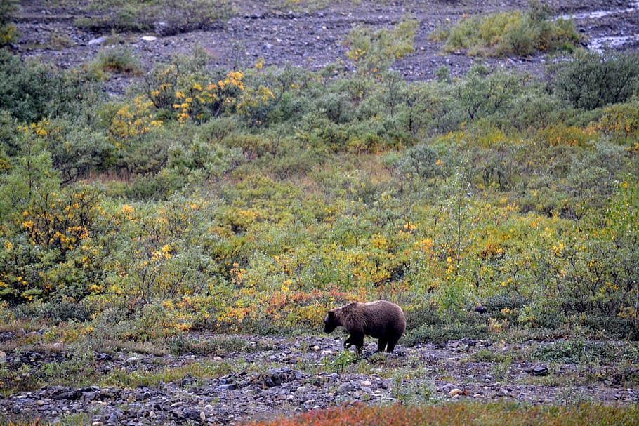 Parque Denali, Alaska, tundra, oso, animal, temas de animales, mamífero, fauna animal, animales en estado salvaje, un animal