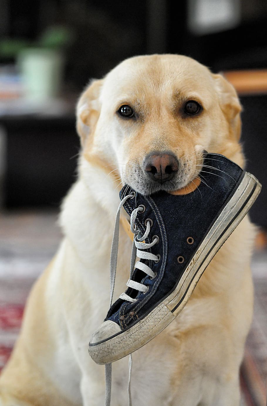 perro perdiguero de labrador amarillo, perro, labrador, animal, lola, zapato, cánidos, canino, doméstico, mascotas