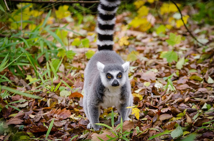 Lemur, koala on grass, animal themes, animal, one animal, animal wildlife, animals in the wild, mammal, vertebrate, nature