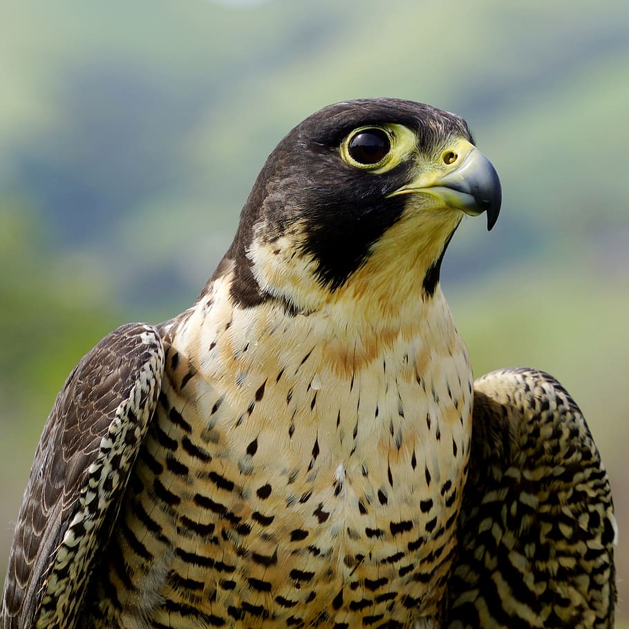 falcon, burung, raptor, satwa liar, alap, mata, potret, bulu, liar, satwa liar hewan