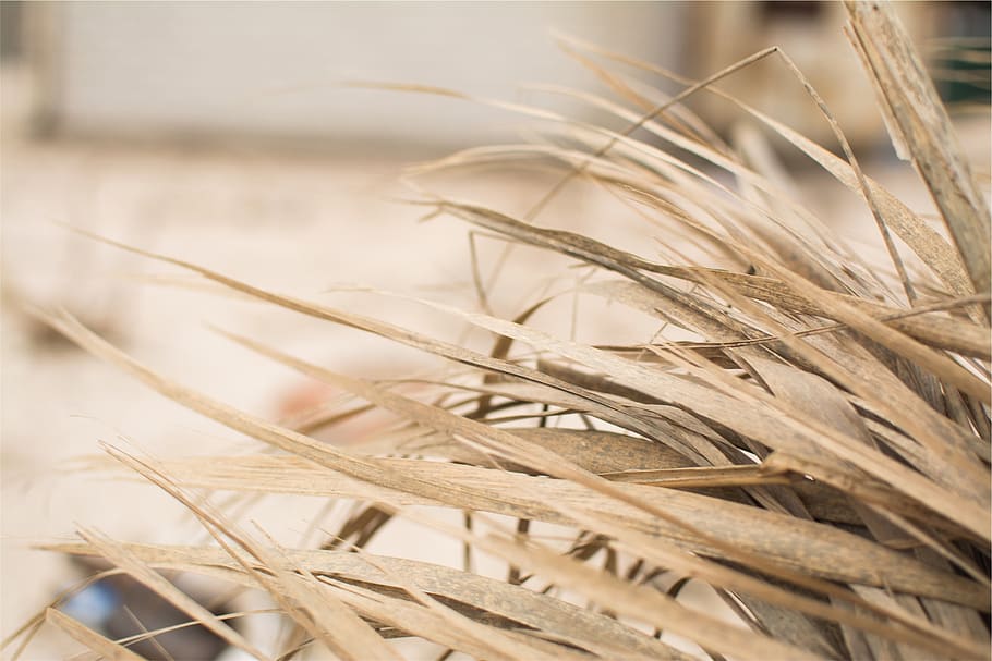 plants, crop, plant, agriculture, cereal plant, close-up, wheat, growth, selective focus, nature