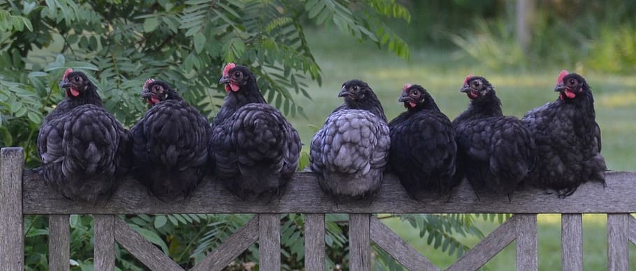 群れ, 黒, 雌鶏, 座っている, 茶色, 木製, フェンス, 鶏肉, 鳥, 農場