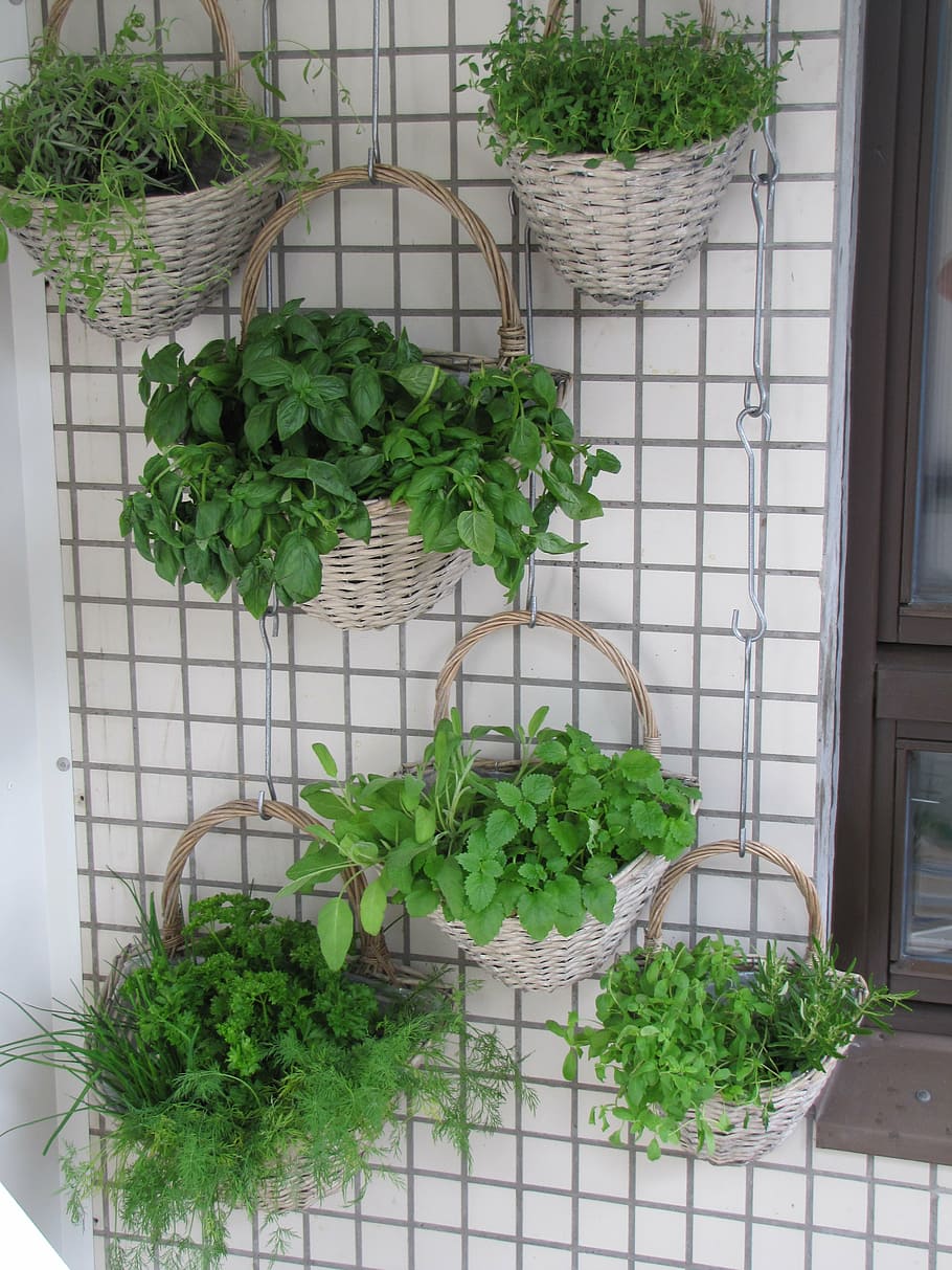 hijau, tanaman daun, abu-abu, keranjang anyaman, balkon, herbal, verkikaalipuutarha, penanaman vertikal, penanaman keranjang, taman dinding