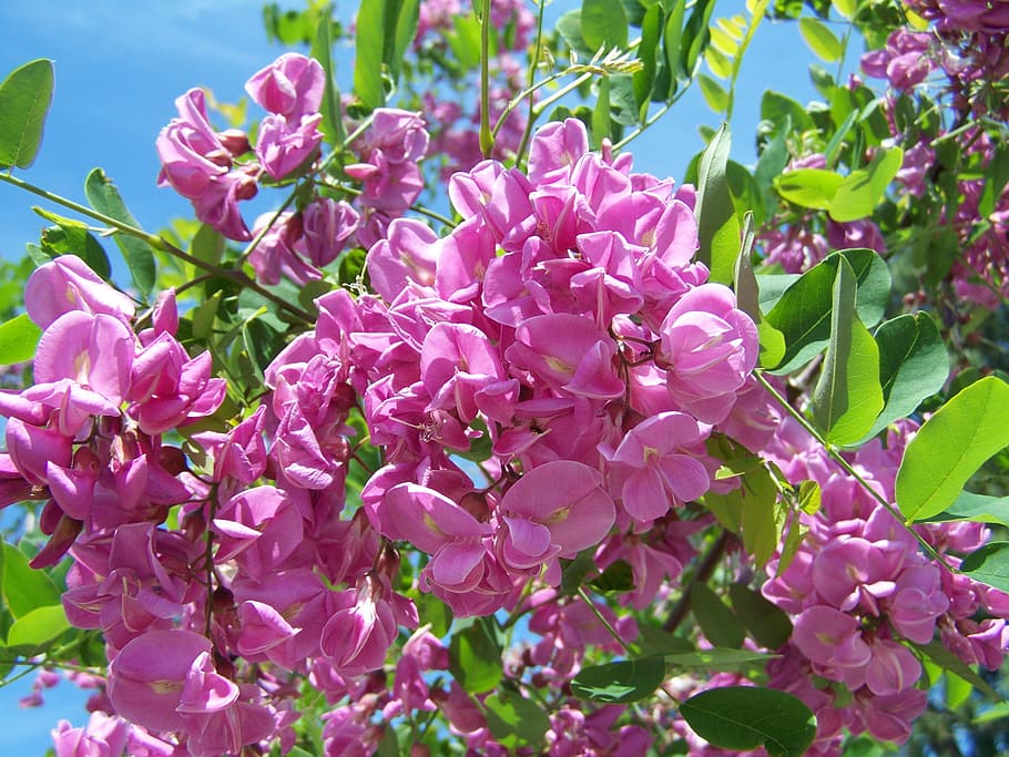 acacia, rosa lila, primavera, naturaleza, planta floreciendo, flor, color  rosado, planta, fragilidad, vulnerabilidad | Pxfuel