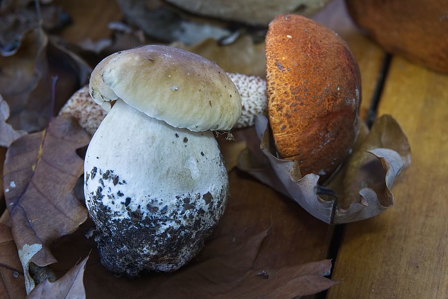 boletus, ceps, mushrooms, edible, cep tan, bolete orange, fungus, forest, undergrowth, collection