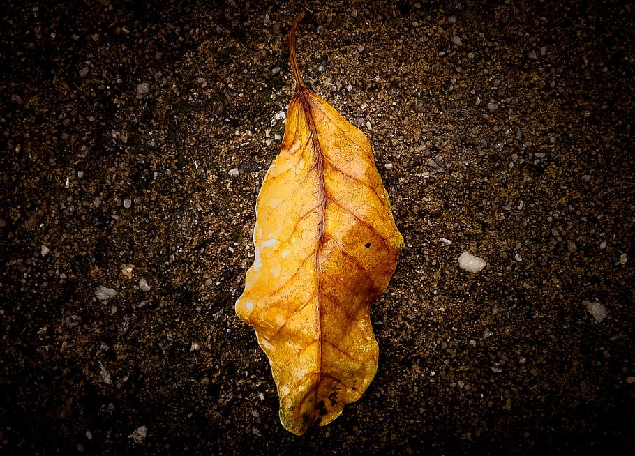 leaf, nature, fallen leaves, foliage, dry leaf, landscape, garden, yellow, dry leaves, foliage dries