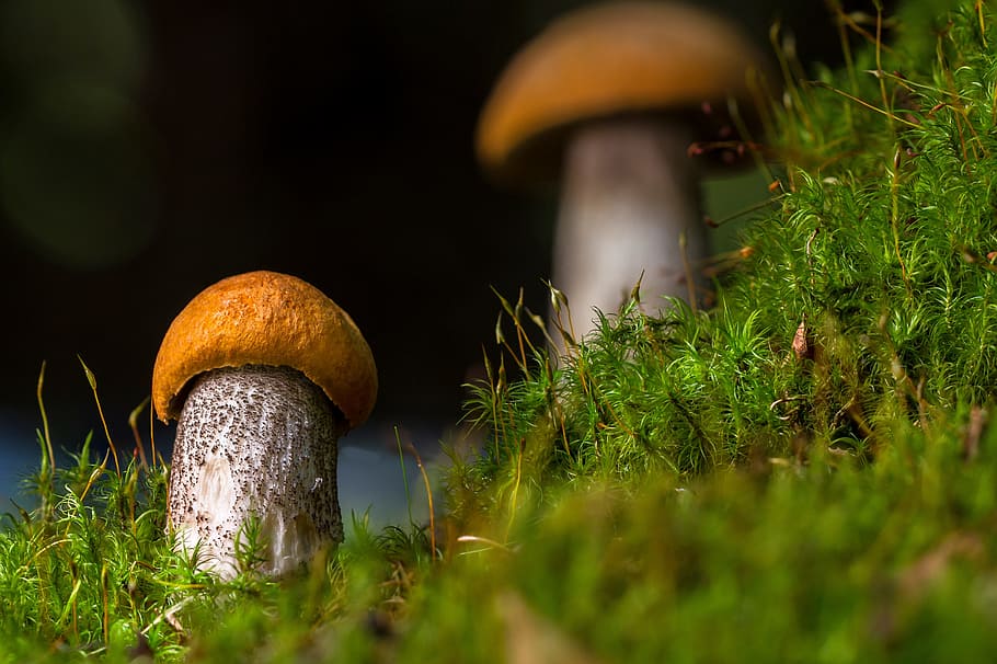 close, brown, mushrooms, birch mushroom, mushroom, edible, noble rot, delicacy, forest, plant