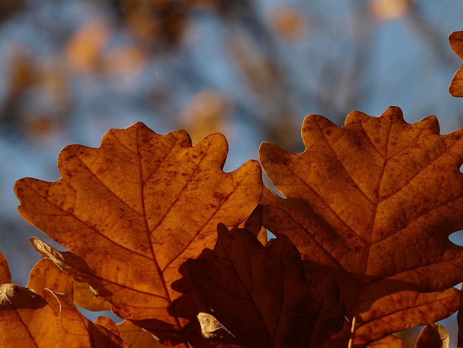 Leaves, Quercus, Sessile Oak, oak leaves, oak, quercus petraea, winter oak, golden autumn, golden october, autumn