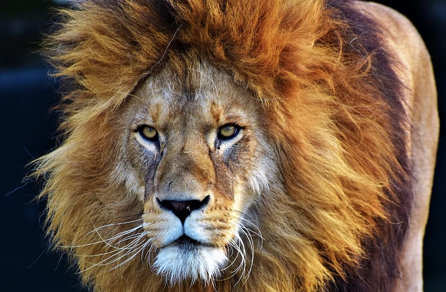 close-up photo, brown, lion, cat, predator, big cat, lion's mane, mane, wild, carnivores
