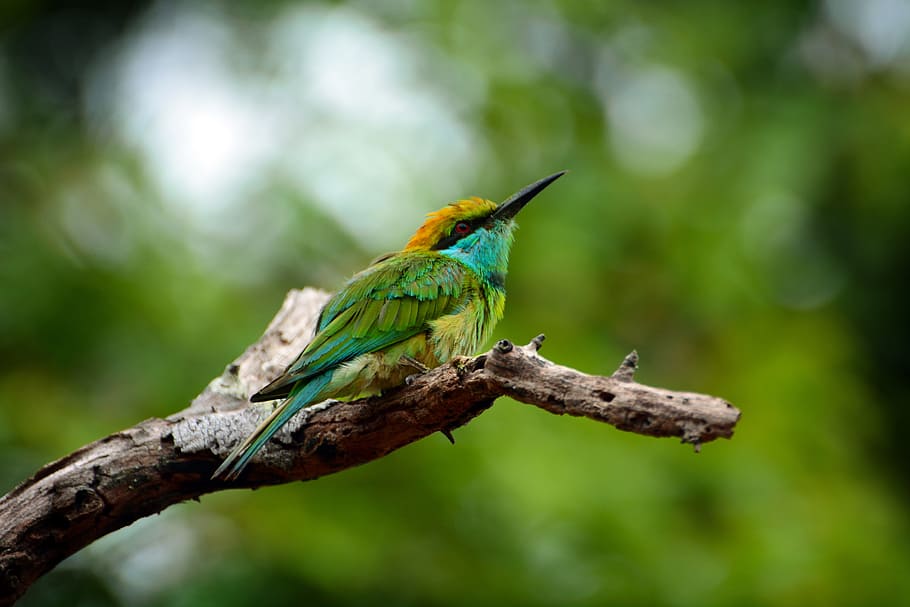 superficial, foto de enfoque, verde, amarillo, pájaro, animales, pájaros, Sri Lanka, temas de animales, animal
