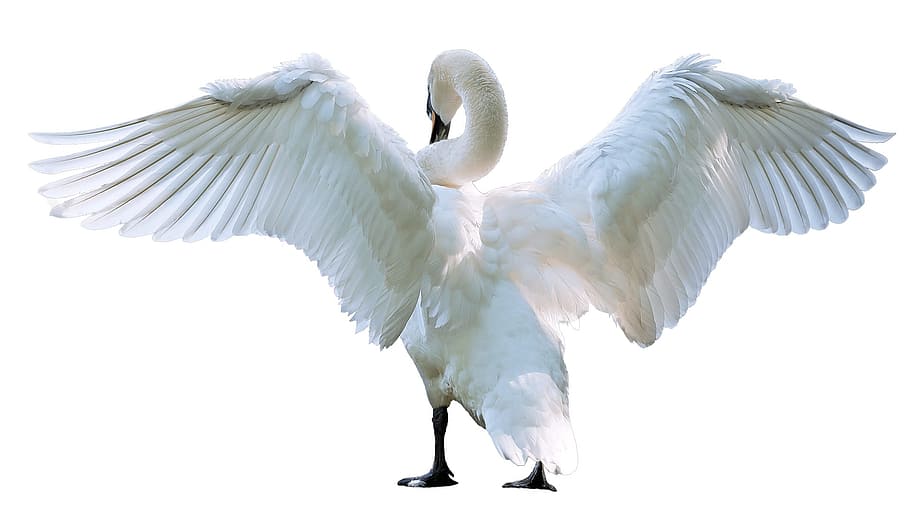 white, swan, spreading, wing, white swan, close-up, bird, nature, elegance, animal