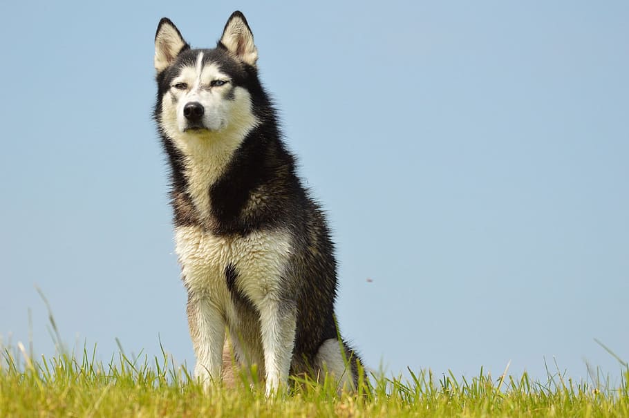 foto, blanco, negro, adulto malamute de Alaska, Husky siberiano, durante el día, tarjeta electrónica, perro, mascota, husky