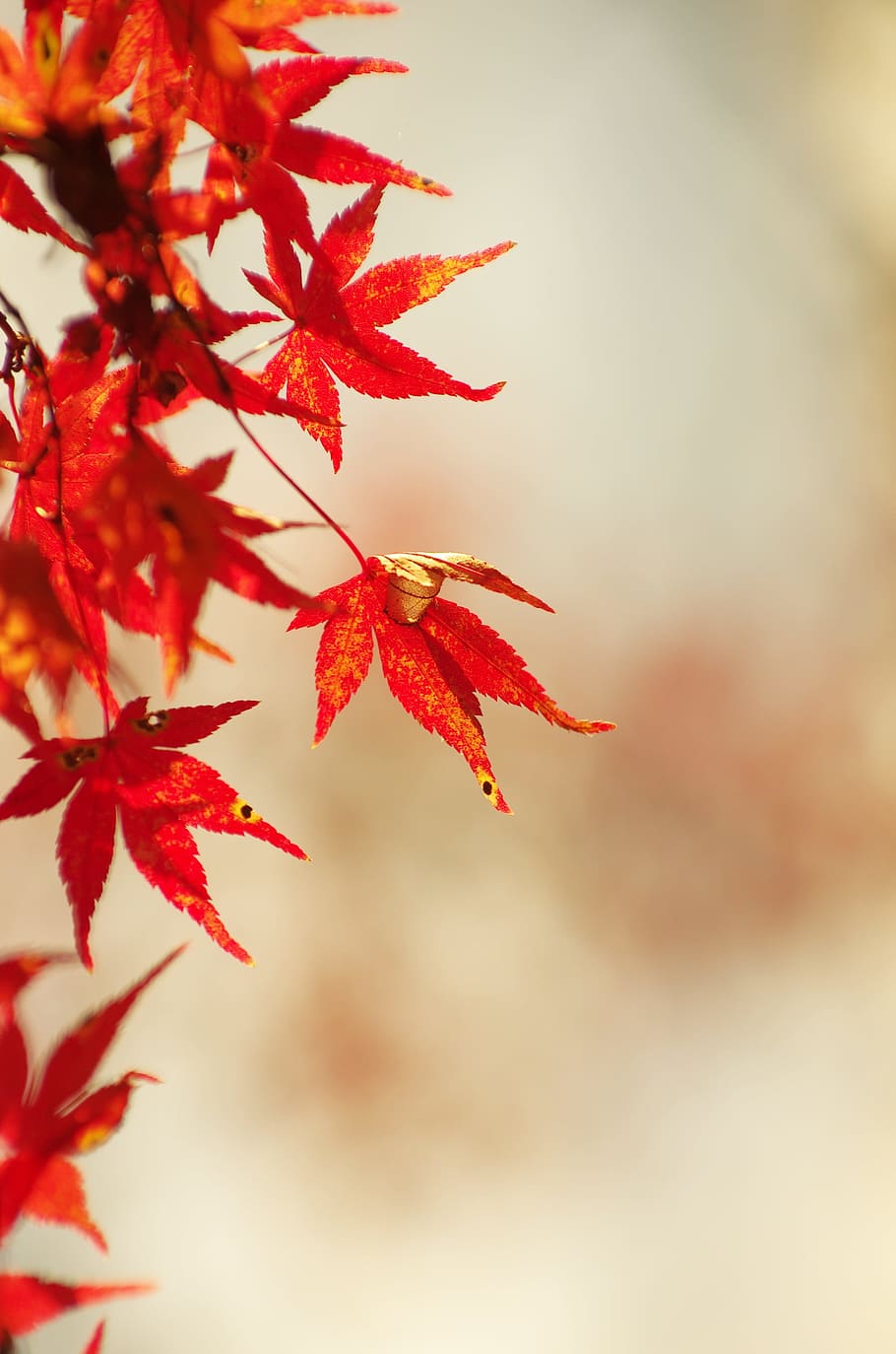 red maple leaves, autumnal leaves, maple, autumn, woods, arboretum, maples, wood, red, maple leaf