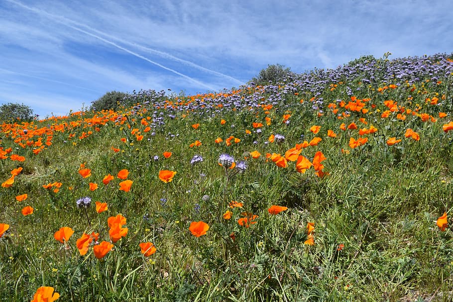 Poppies, Desert, Wildflower, Spring, nature, lancaster, california, hills, antelope valley, flower