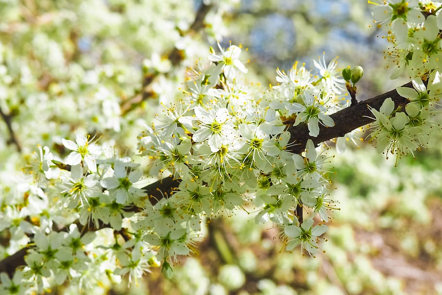 Sour Cherry, Cherry, Tree, Nature, Summer, tree, spring, fruits, blossom, bloom, white