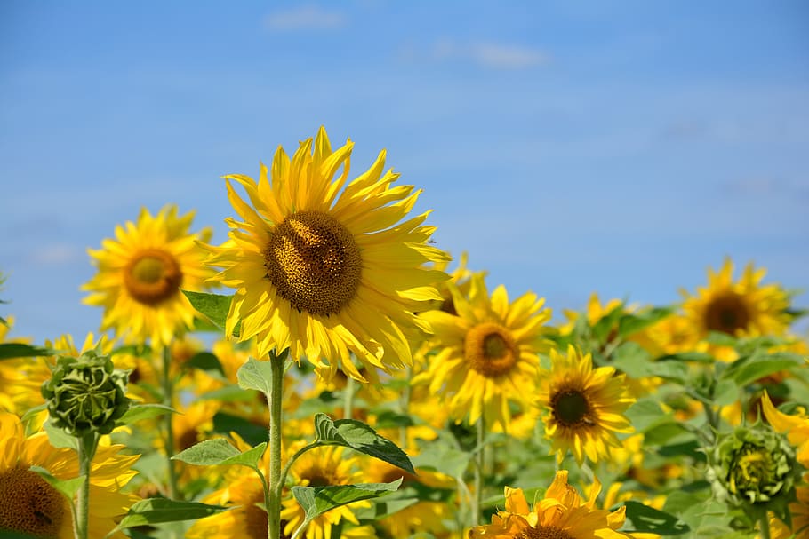 selective, focus photography, sunflowers, sunflower, flowers, sunflower field, yellow, summer, yellow flower, helianthus annuus
