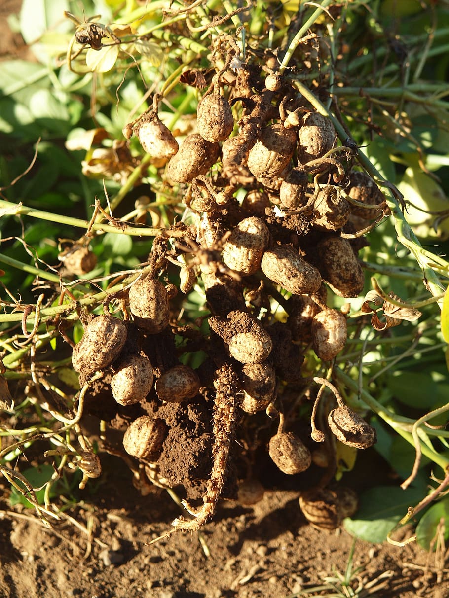 peanuts, nicaragua, field, nature, agriculture, plant, close-up, day, sunlight, tree