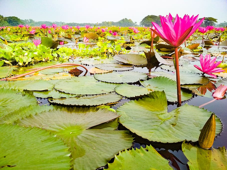 lirio de agua, barisal, bangladesh, lago, hermoso, naturaleza, flor, hoja, planta floreciendo, parte de la planta