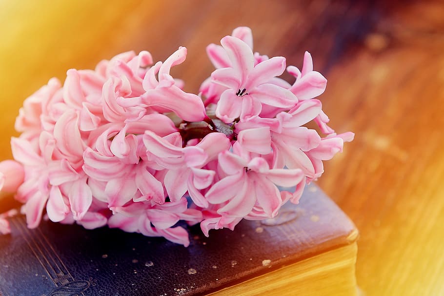 hyacinth, flower, flowers, pink, fragrant, fragrant flower, spring flower, book, old, used
