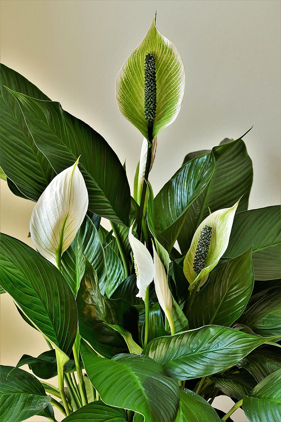 peace lilies, ornamental plants, flower flask, vaginal sheet, spathiphyllum, exotic, leaf, plant part, green color, plant