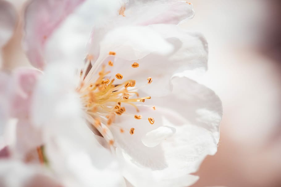 close, Wonderful, Spring Bloom, Close Up, beauty, blooms, colorful, dreamy, flowers, may