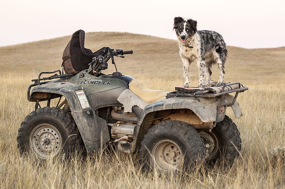 brown, german wirehaired pointer, standing, utv, atv, dogs, four wheeler, dog standing, pasture, off road