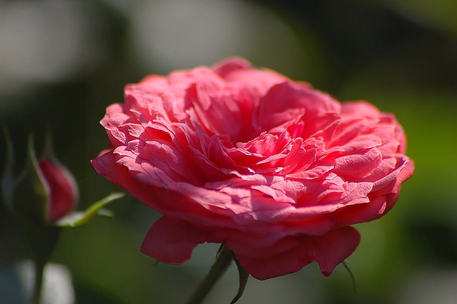 pink, rose, light, sunny, day, romantic, flower, flowers, aroma, beautiful