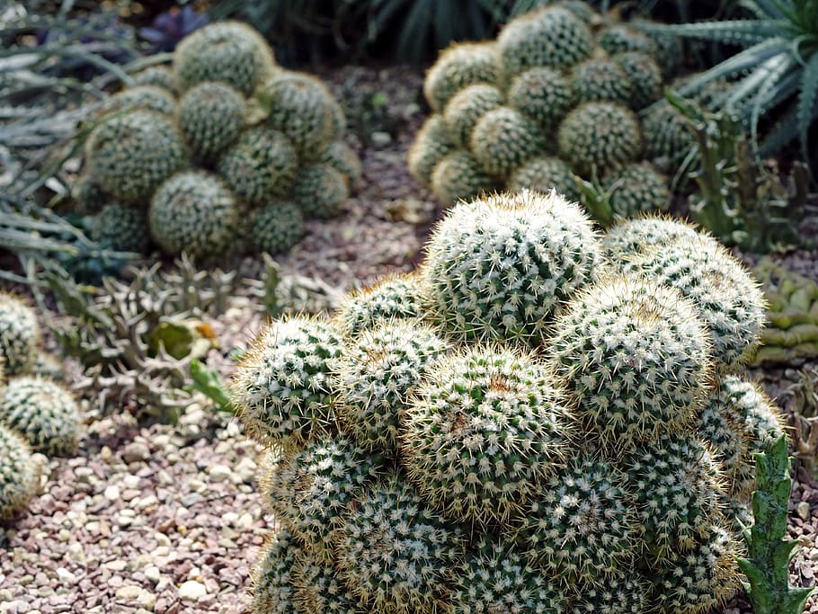 mammillaria geminispina, nipple cactus, hairs, spiky, desert, green, nature, succulent plant, cactus, green color