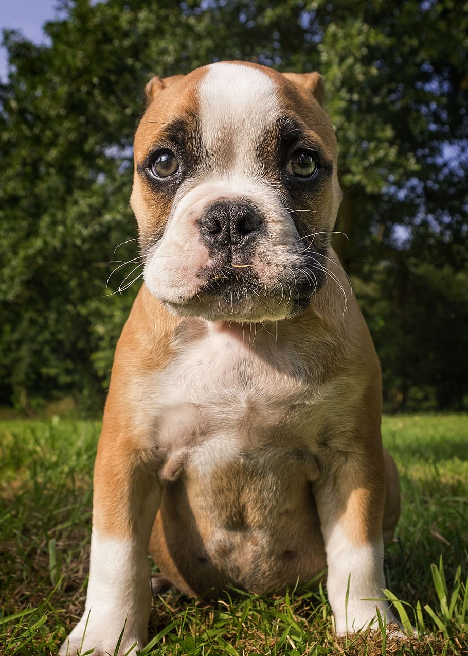 tan, white, american bully puppy, puppy, dog, cute, small dog, pet, animal, sweet