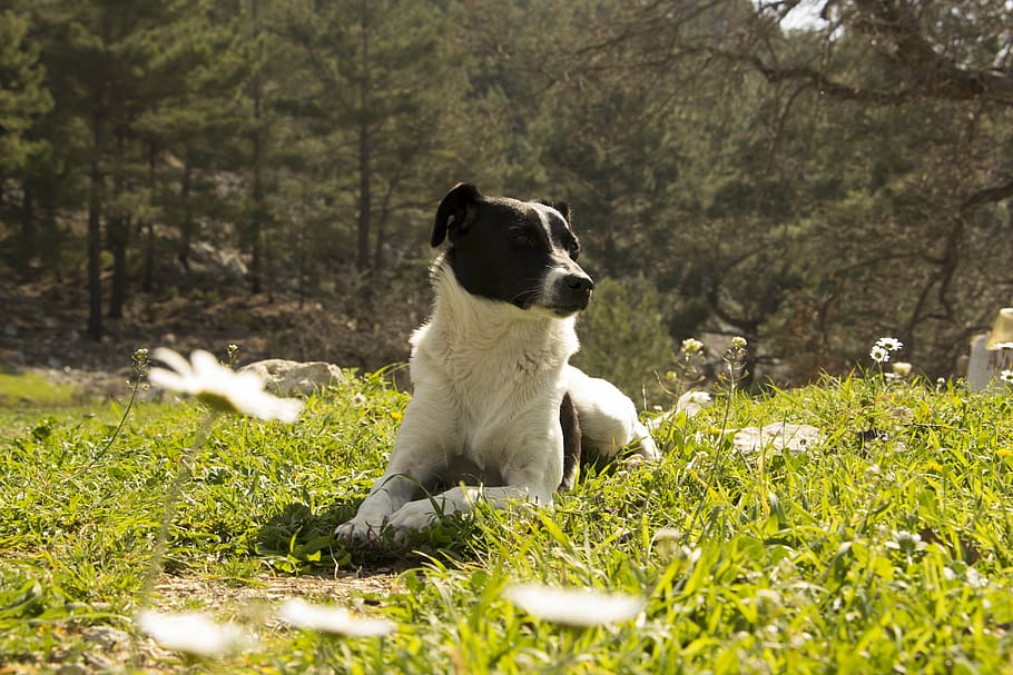 closeup, black, white, dog, lying, grass field, cool, nature, animal, funny
