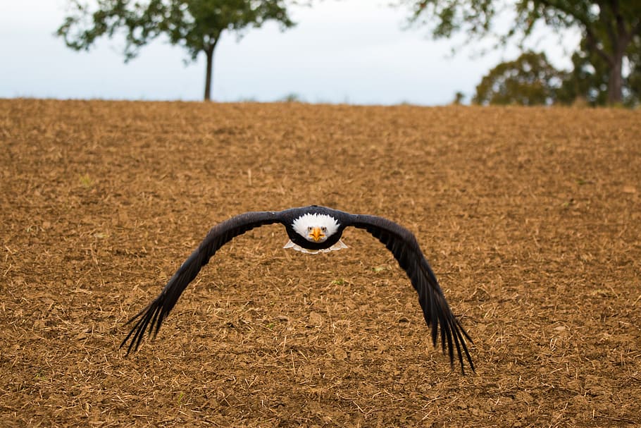 Bald Eagle, Fly, In, In Flight, fly, approach, haliaeetus leucocephalus, adler, raptor, bird of prey, bird