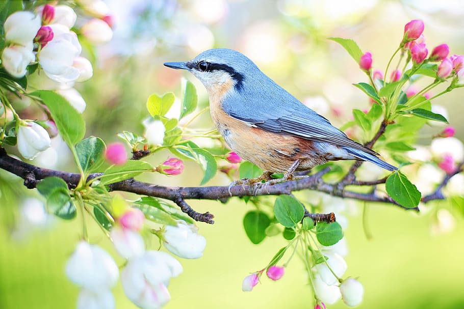 gris, marrón, pájaro, rama de árbol de flores, pájaro blanco, rama, árbol, pájaro de primavera, primavera, azul