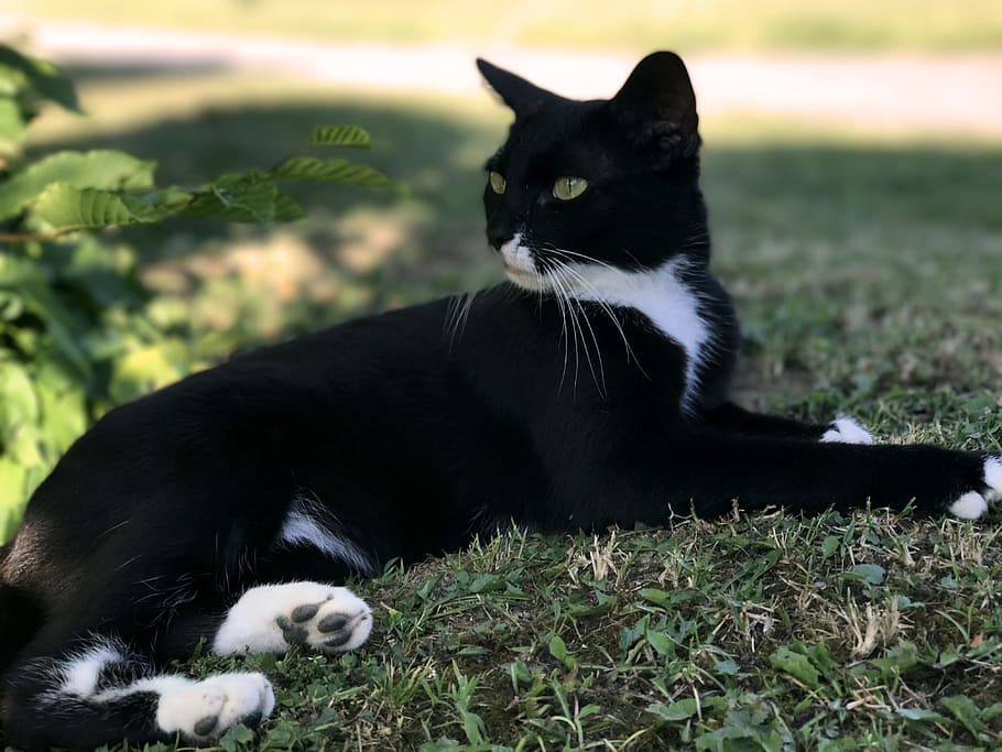 tuxedo cat, lying, grass field, Black, Black, Black Cat, Pet, cat, black, mieze, animal