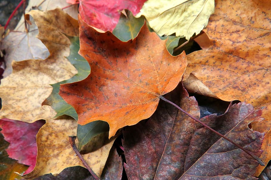 Fall, Leaves, Leaf, Maple, Brown, hijau, musiman, musim gugur, perubahan, close-up
