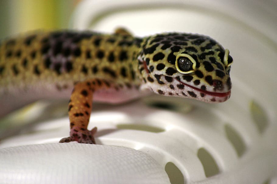 gecko, lizard, leoperdgecko, nature, creature, reptile, animal, pet, animal themes, one animal