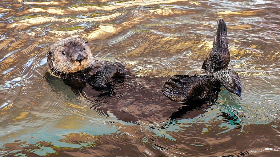 sea lion floating, sea ​​otter, aquatic animal, light, colorful, water, animal, animal themes, animal wildlife, swimming
