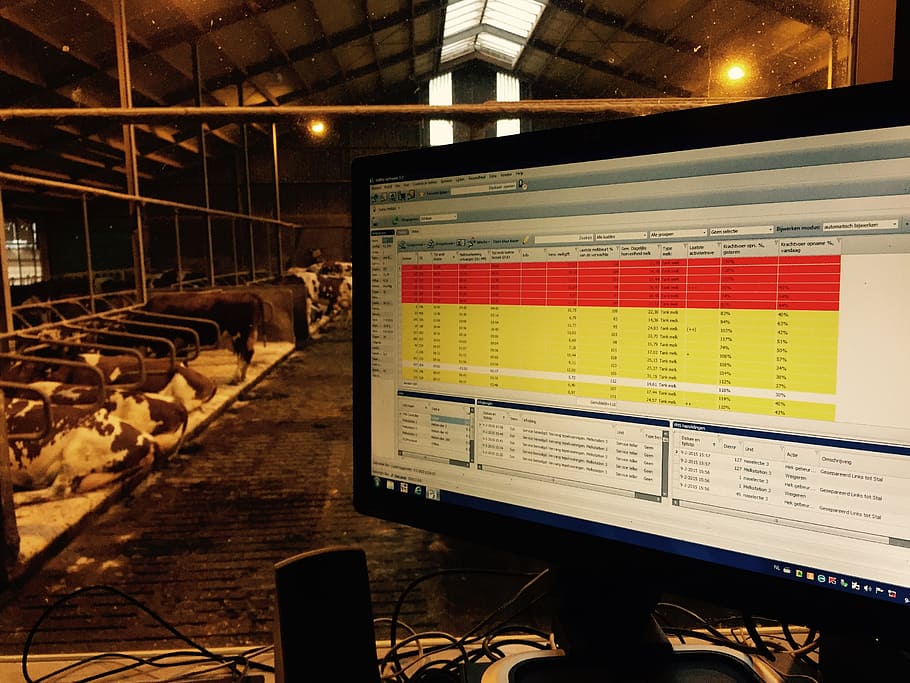 spread sheet application screengrab, cows, cowshed, glass fiber, automation, digitization, indoors, technology, illuminated, communication