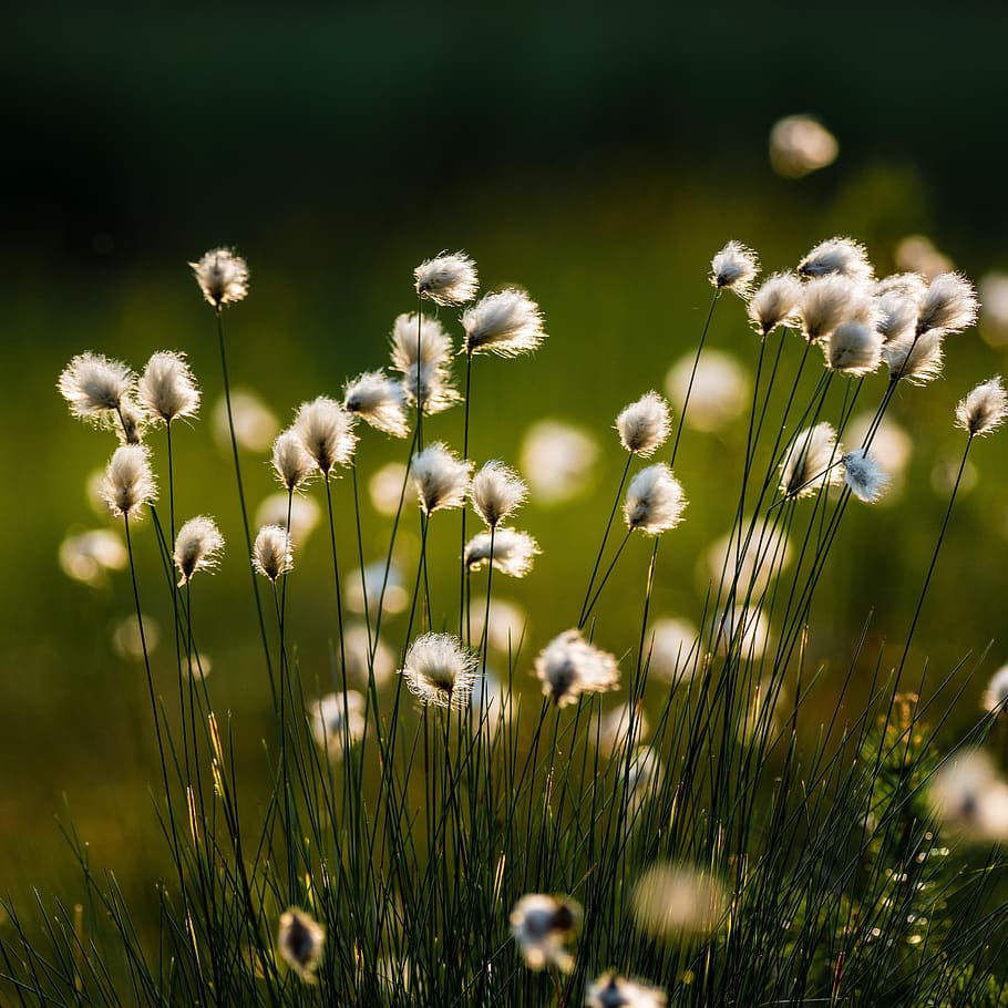 swamp, cotton grass, marsh, flower, plant, evening, spring, flowering plant, beauty in nature, growth
